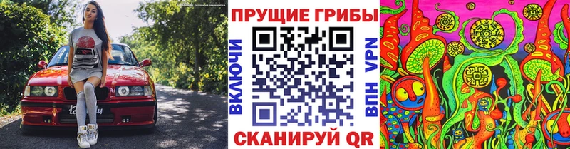 наркота  Клин  Псилоцибиновые грибы Psilocybe 