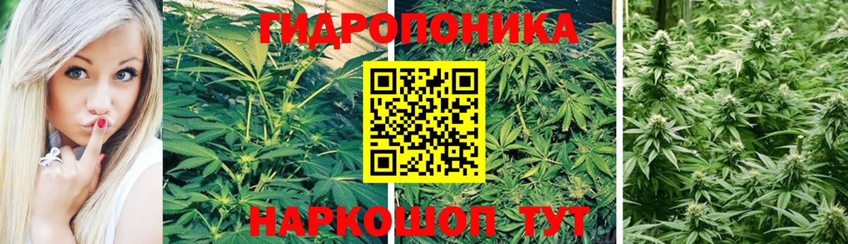 Конопля гибрид Клин
